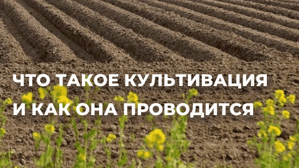 Что такое культивация и как она проводится Что такое культивация и как она проводится
