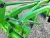 Плуг Kerland B 3,20 Плуг Kerland B 3,20